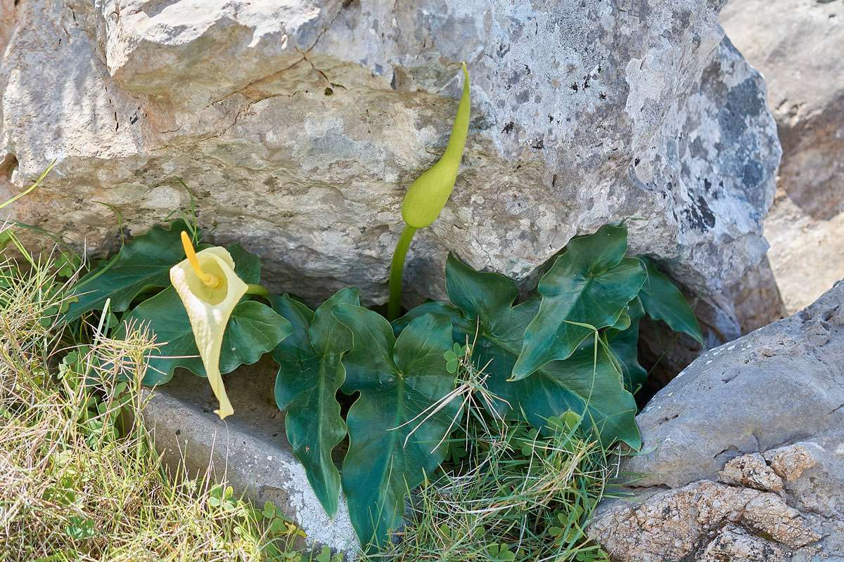 Kretischer Aronstab (Arum creticum)