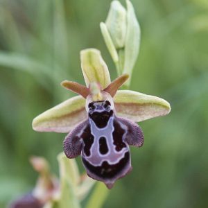 Ragwurzhybride (Ophrys cretica x spruneri), (c) Stefan Munzinger/NABU-naturgucker.de