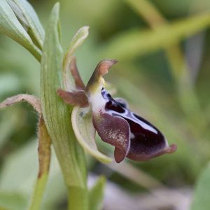 Kreta-Ragwurz subsp. beloniae (Ophrys cretica var. beloniae), (c) Stefan Munzinger/NABU-naturgucker.de