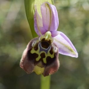 Bischofs-Ragwurz (Ophrys episcopalis), (c) Stefan Munzinger/NABU-naturgucker.de