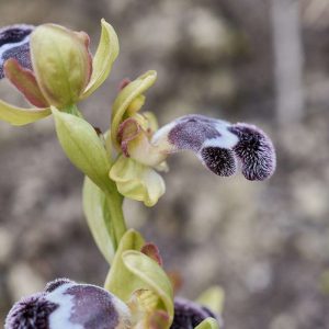 Fleischmanns Ragwurz (Ophrys fleischmannii), (c) Stefan Munzinger/NABU-naturgucker.de