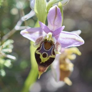 Heldreichs-Ragwurz (Ophrys heldreichii), (c) Stefan Munzinger/NABU-naturgucker.de