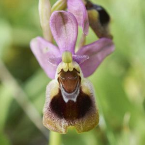 Wespen-Ragwurz subsp. leochroma (Ophrys tenthredinifera subsp. leochroma), (c) Stefan Munzinger/NABU-naturgucker.de