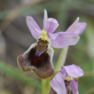 Wespen-Ragwurz subsp. villosa (Ophrys tenthredinifera subsp. villosa), (c) Stefan Munzinger/NABU-naturgucker.de