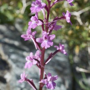 Vierpunkt-Knabenkraut (Orchis quadripunctata), (c) Stefan Munzinger/NABU-naturgucker.de