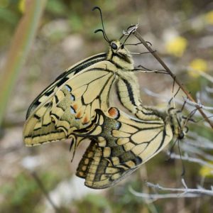 Schwalbenschwanz (Papilio machaon), (c) Stefan Munzinger/NABU-naturgucker.de