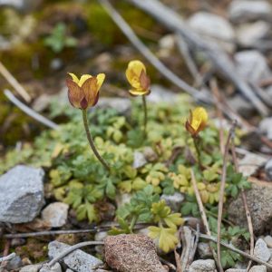 Kupfer-Hahnenfuß (Ranunculus cupreus), (c) Stefan Munzinger/NABU-naturgucker.de