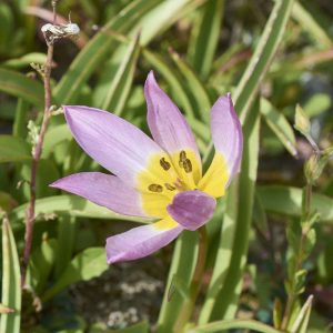 Bakers Tulpe (Tulipa bakeri), (c) Stefan Munzinger/NABU-naturgucker.de