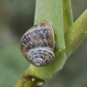 Gefleckte Weinbergschnecke (Cornu aspersum), (c) Stefan Munzinger/NABU-naturgucker.de