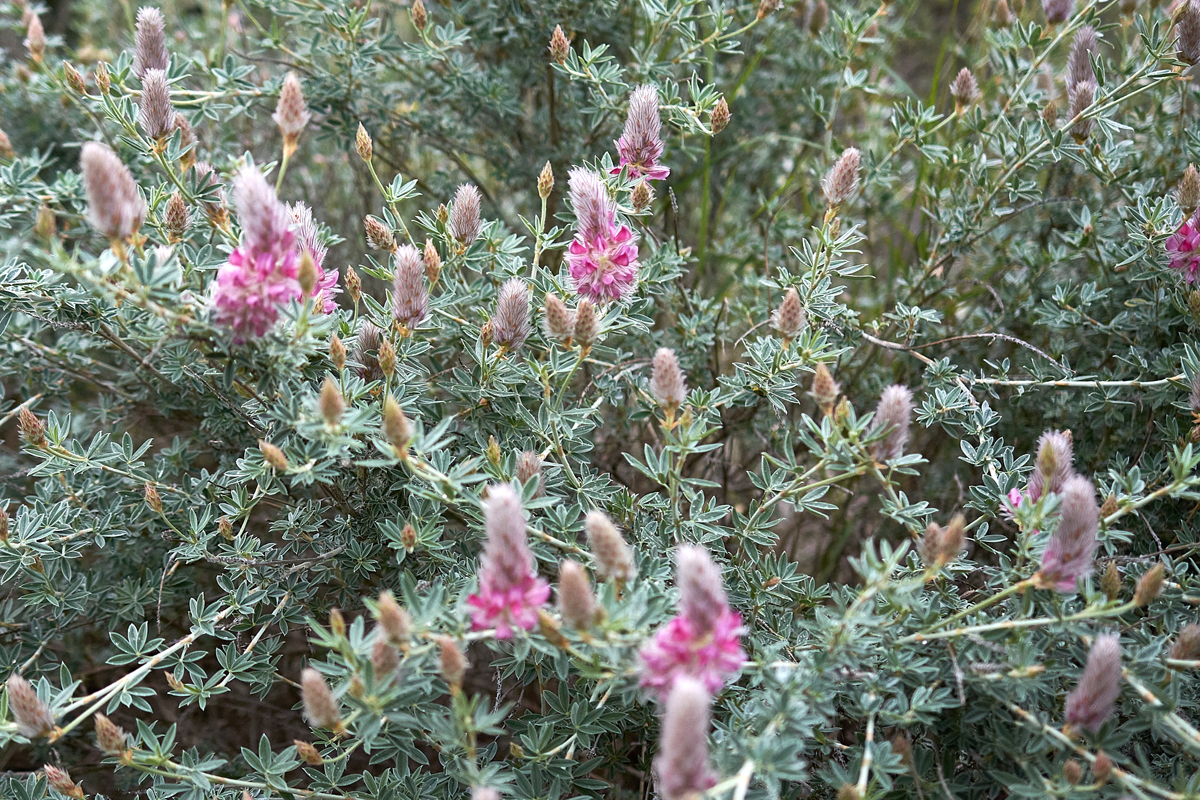 Kretischer Ebenholzstrauch (Ebenus cretica), eine endemische Art Kretas, (c) Stefan Munzinger