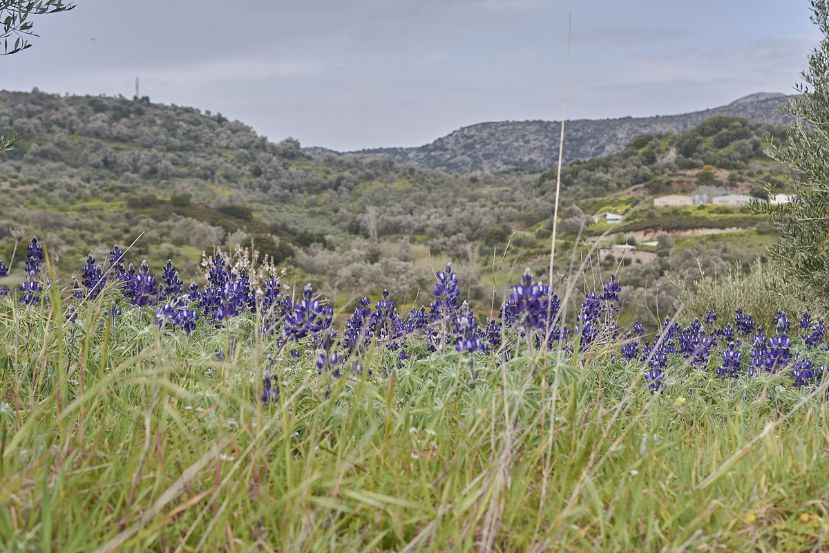 Im Inselinneren: Schmalblättrige Lupine (Lupinus angustifolius), (c) Stefan Munzinger