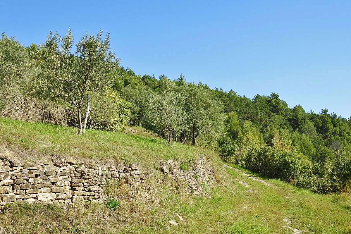 Orchideen-Lebensraum in Dalmatien