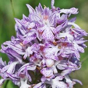 Dreizähniges Knabenkraut (Neotinea tridentata), (c) Holger Selisky/NABU-naturgucker.de