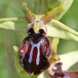 Schwarze Ragwurz (Ophrys incubacea), (c) Holger Selisky/NABU-naturgucker.de