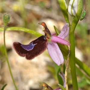 Bertolonis Ragwurz (Ophrys bertolonii), (c) Stefan Munzinger