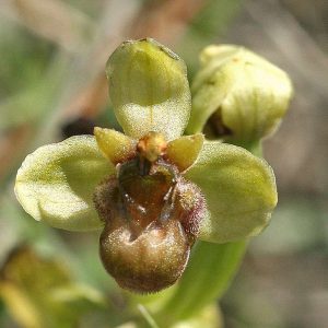 Drohnen-Ragwurz (Ophrys bombyliflora), (c) Holger Selisky/NABU-naturgucker.de