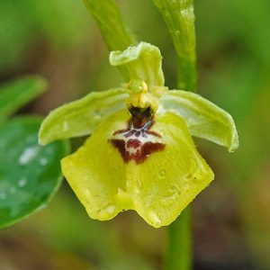 Lacaitas Ragwurz (Ophrys lacaitae), (c) Stefan Munzinger