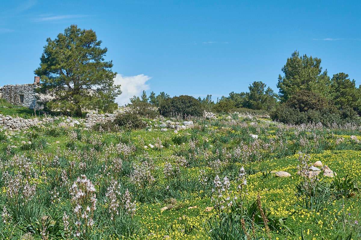 Affodillflur auf Rhodos, (c) Stefan Munzinger