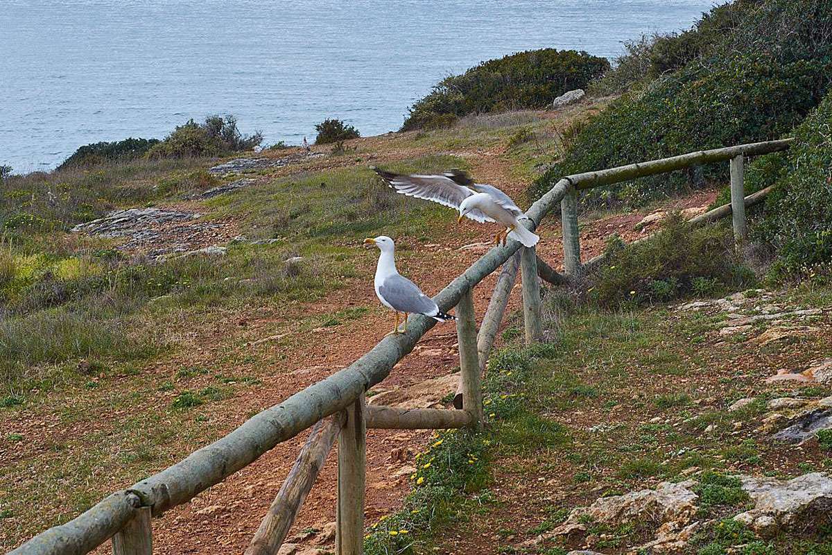 Zwei Atlantikmöwen (Larus michahellis subsp. atlantis), (c) Stefan Munzinger