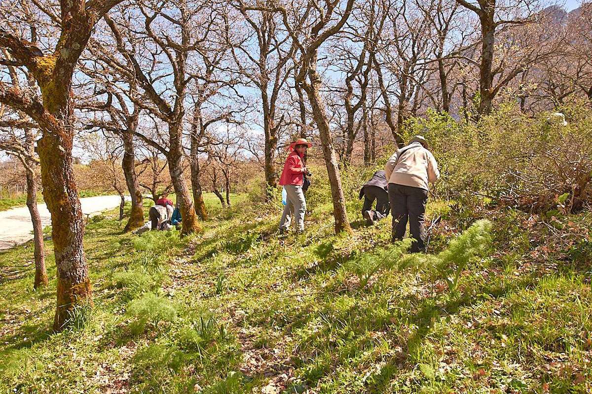 Exkursion im lichten Waldgebiet Bosco Di Ficuzza, (c) Stefan Munzinger