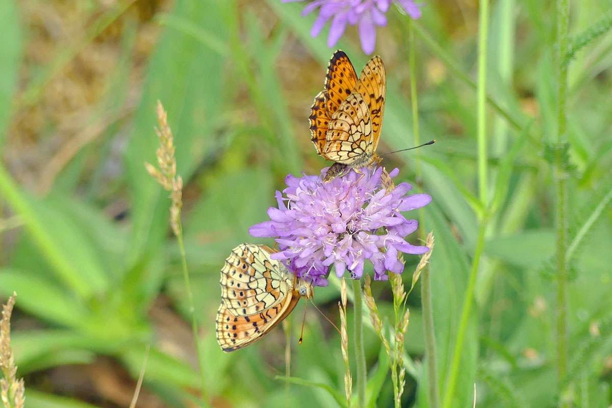 Saumfleck-Perlmutterfalter (Brenthis hecate), (c) Dieter Schneider/NABU-naturgucker.de