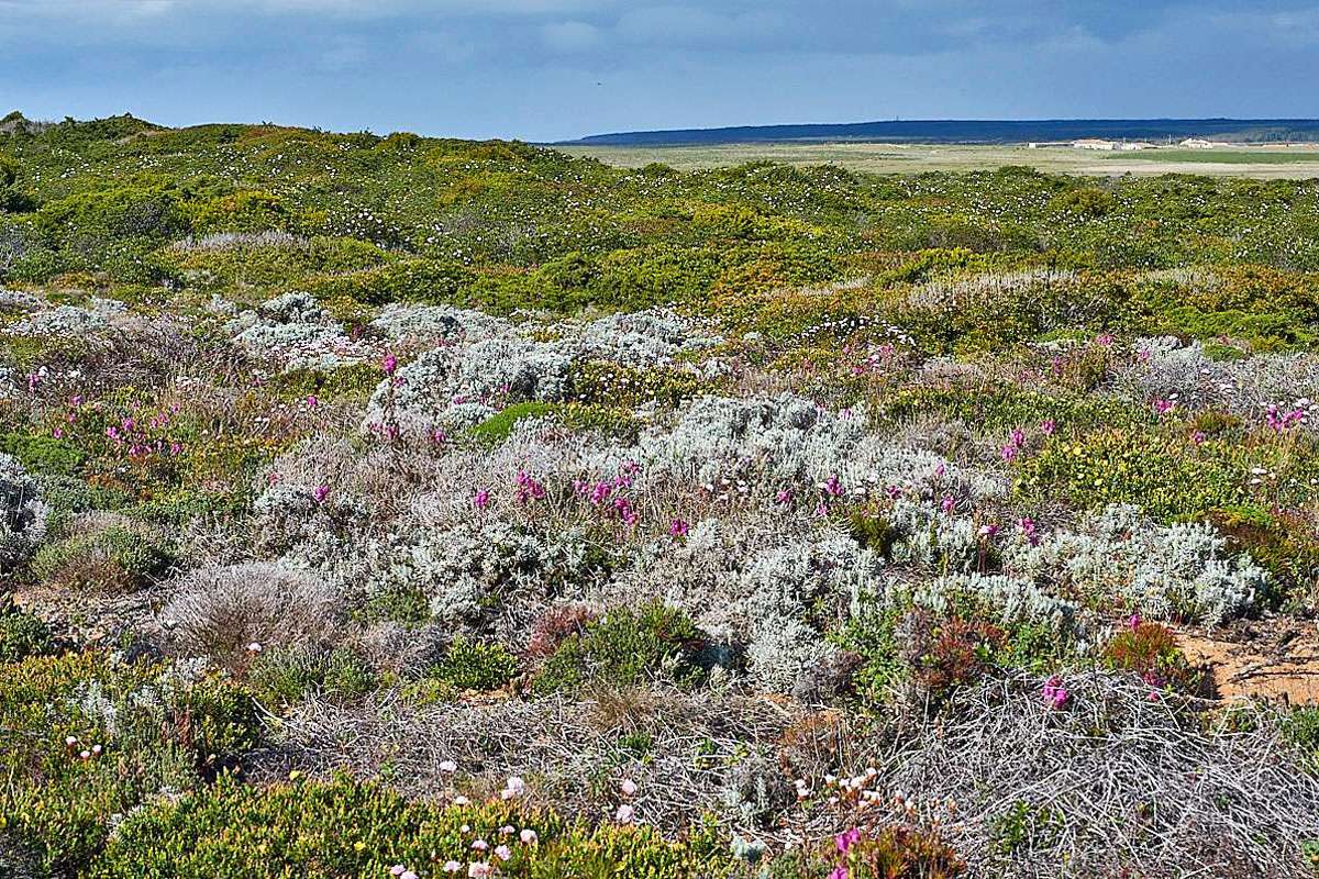 Vegetation am Cabo de São Vicente