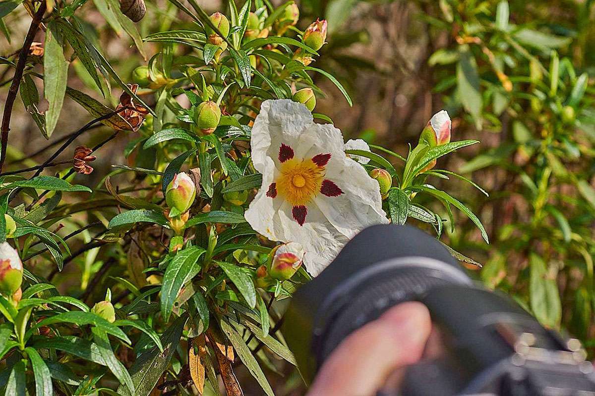 Lack-Zistrose (Cistus ladanifer) im Fokus, (c) Stefan Munzinger