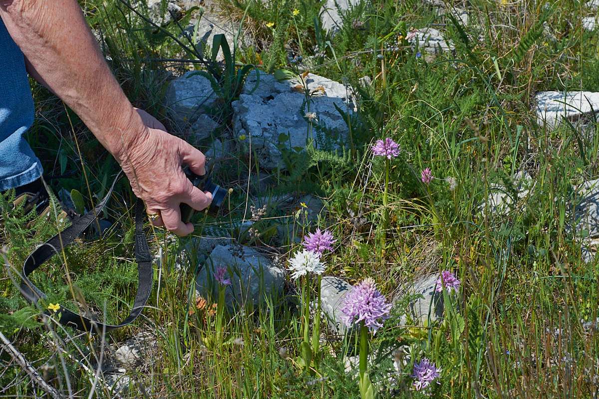 Fotografisches Dokumentieren eines Orchideenfundes, (c) Stefan Munzinger