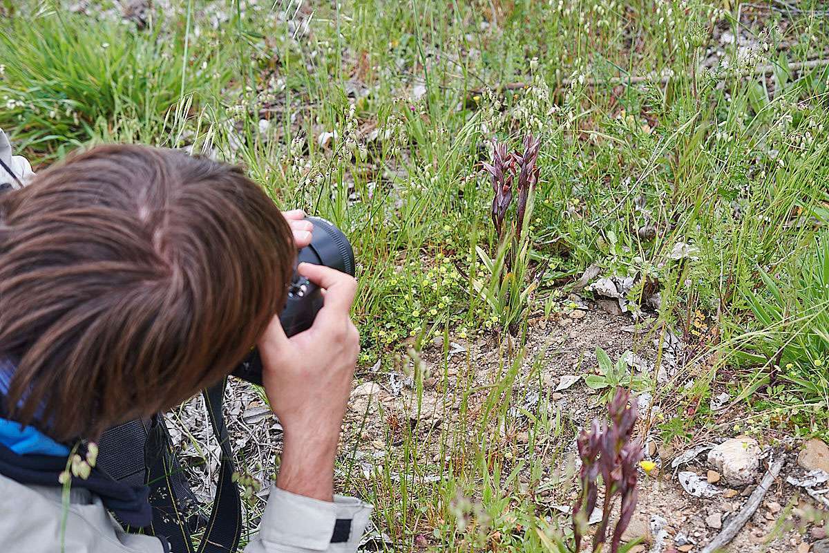 Der Zungenstendel wird fotografisch dokumentiert