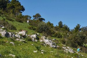 Typischer Orchideen-Fundort in Apulien, (c) Stefan Munzinger/NABU-naturgucker.de