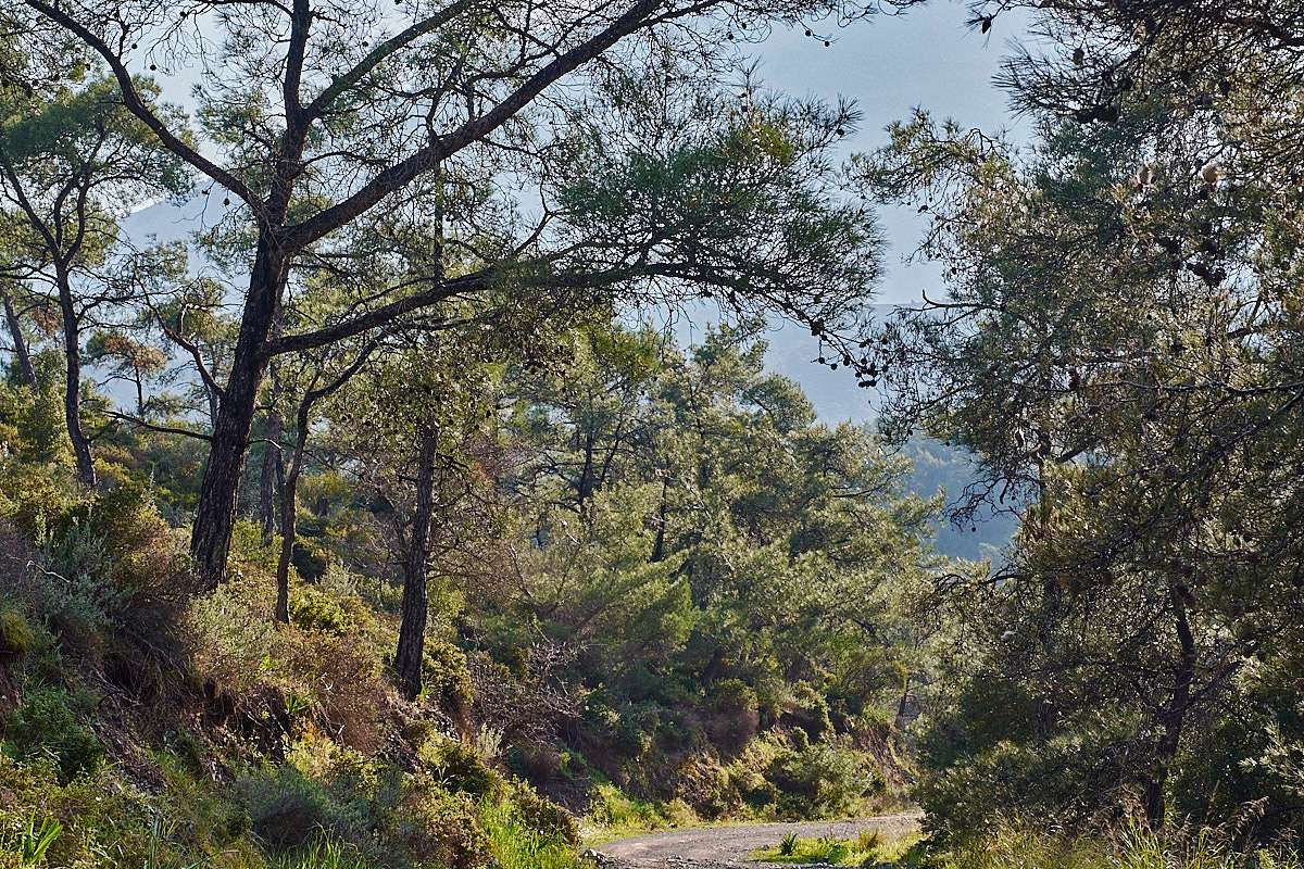 Im Wald auf Rhodos, (c) Stefan Munzinger