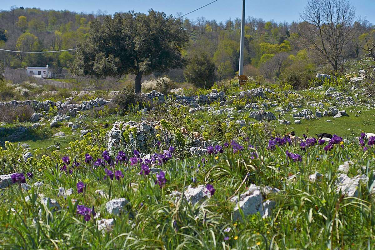 Gelbliche Schwertlilien (Iris lutescens) gibt es auch in violetter Färbung, (c) Stefan Munzinger