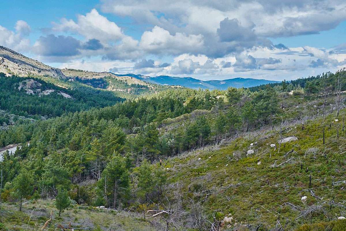 Kiefernwald auf Rhodos, (c) Stefan Munzinger