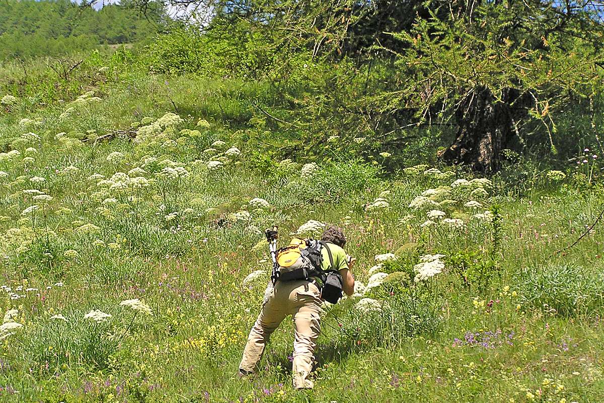 Das Berg-Laserkraut (Laserpitium siler) wird genauer betrachtet, (c) Dieter Schneider/NABU-naturgucker.de