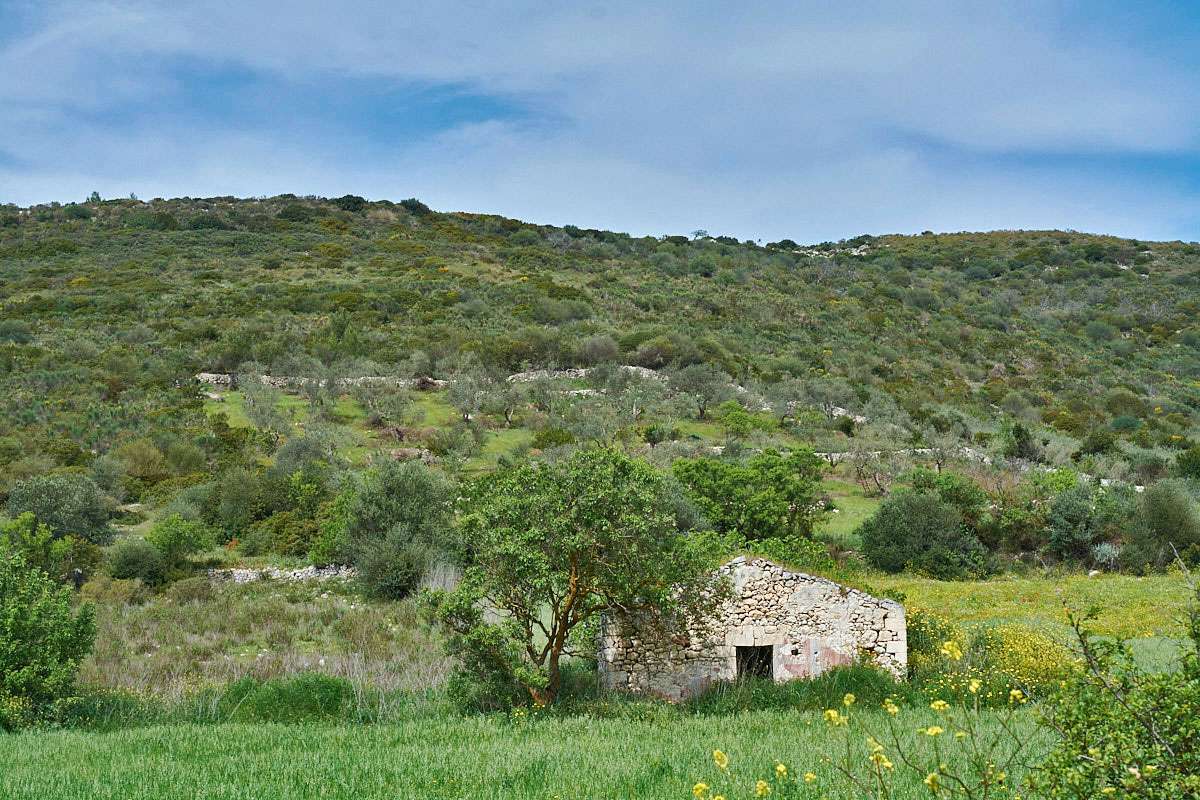 Typischer Orchideenhang auf Sardinien