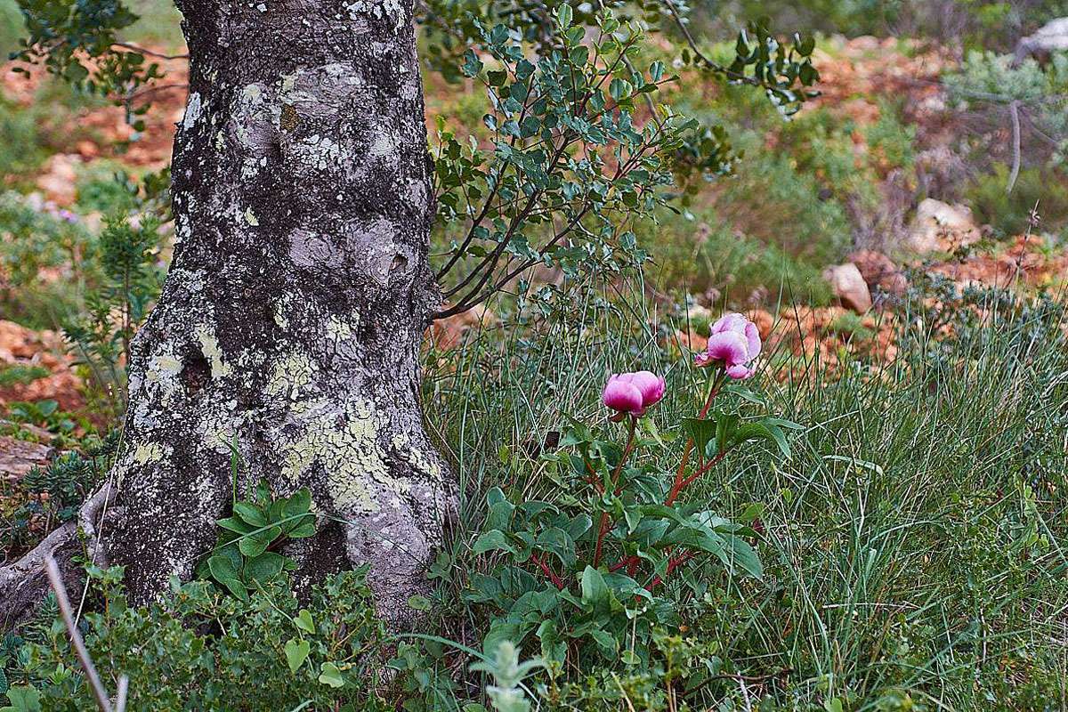 Iberische Bergwald-Pfingstrose (Paeonia broteroi), (c) Stefan Munzinger