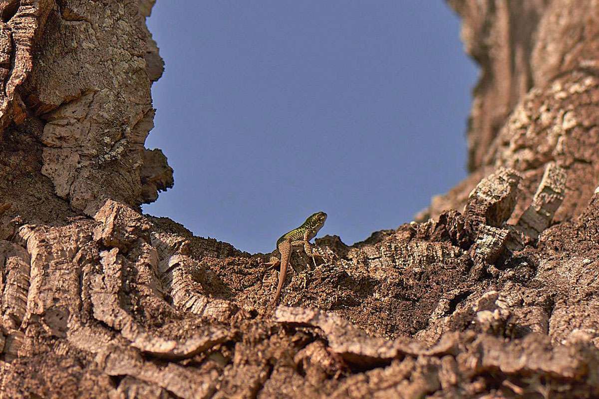 Ruineneidechse (Podarcis siculus), (c) Stefan Munzinger