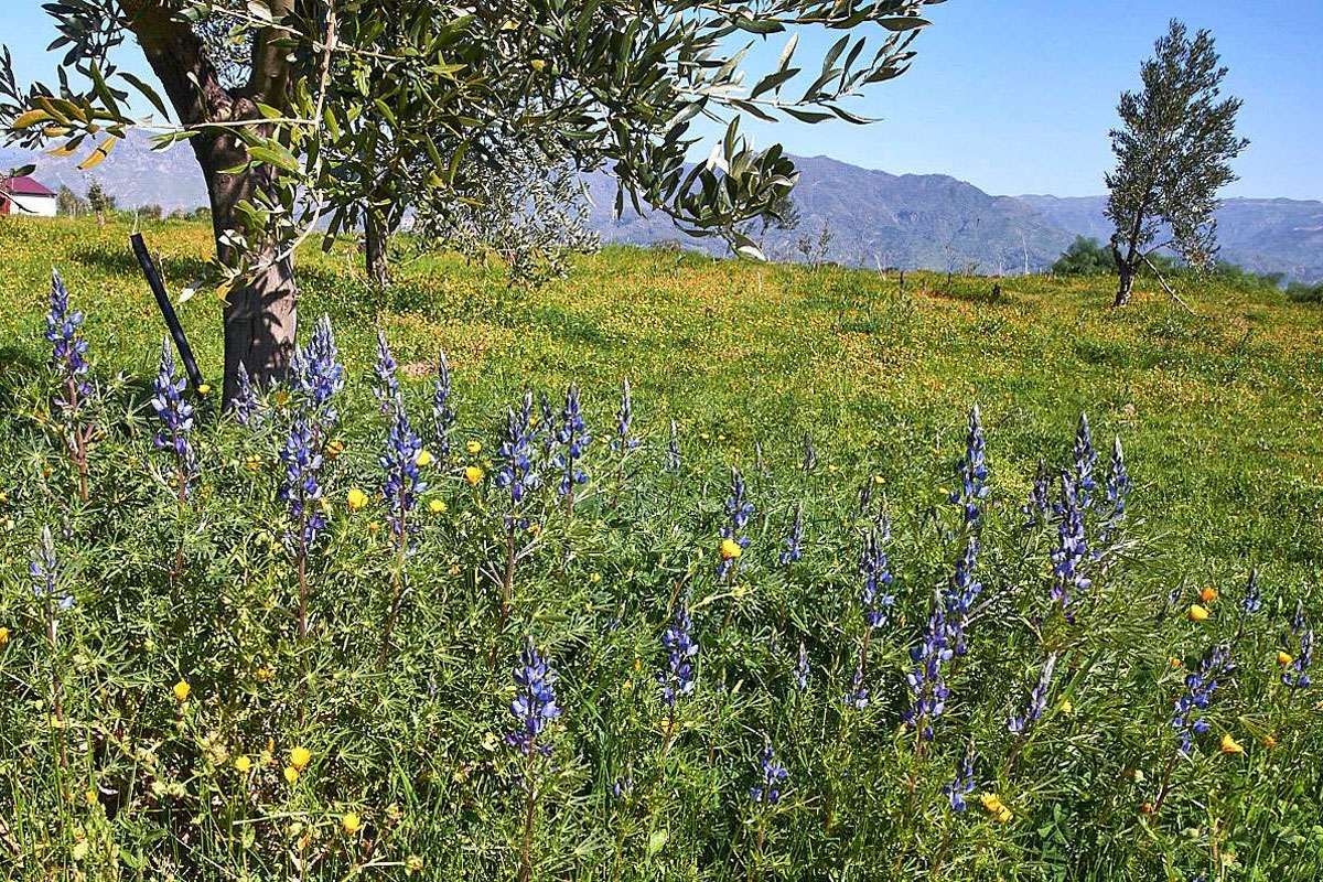 Schmalblättrige Lupine (Lupinus angustifolius), (c) Stefan Munzinger