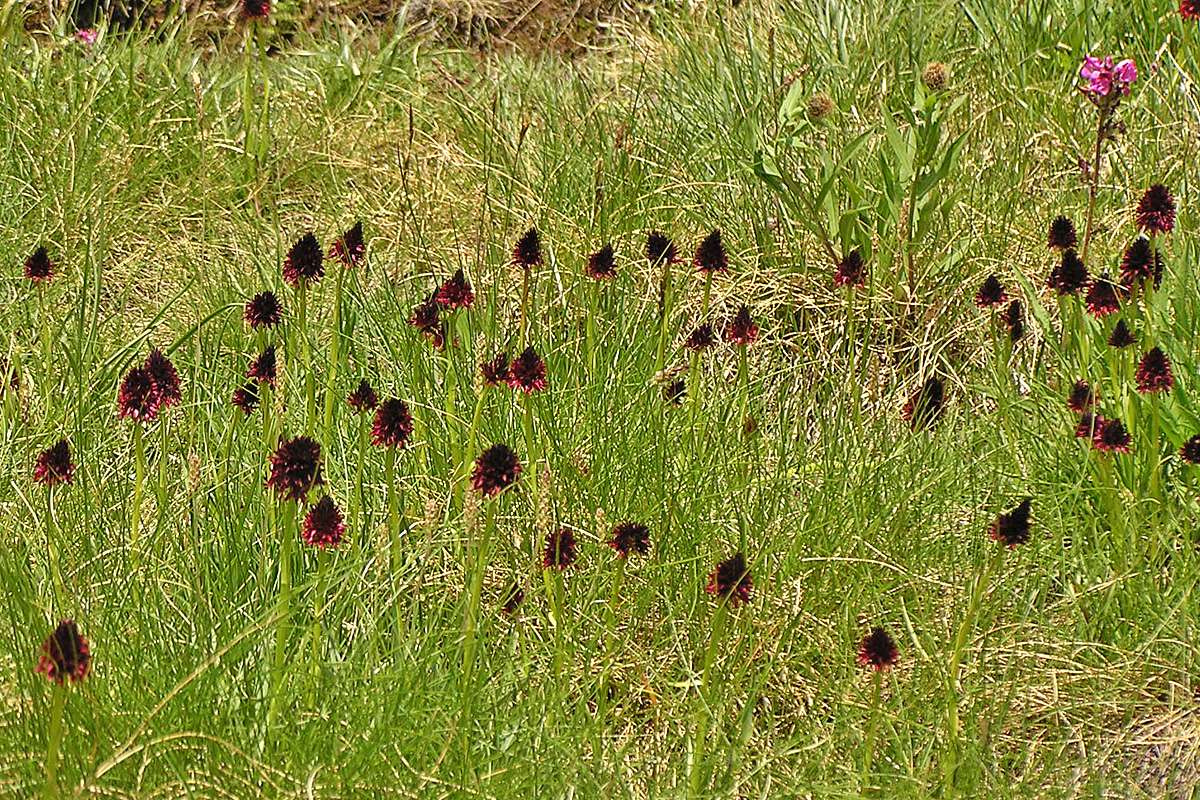 Bestand des Braunen Kohlröschens (Nigritella nigra), (c) Dieter Schneider