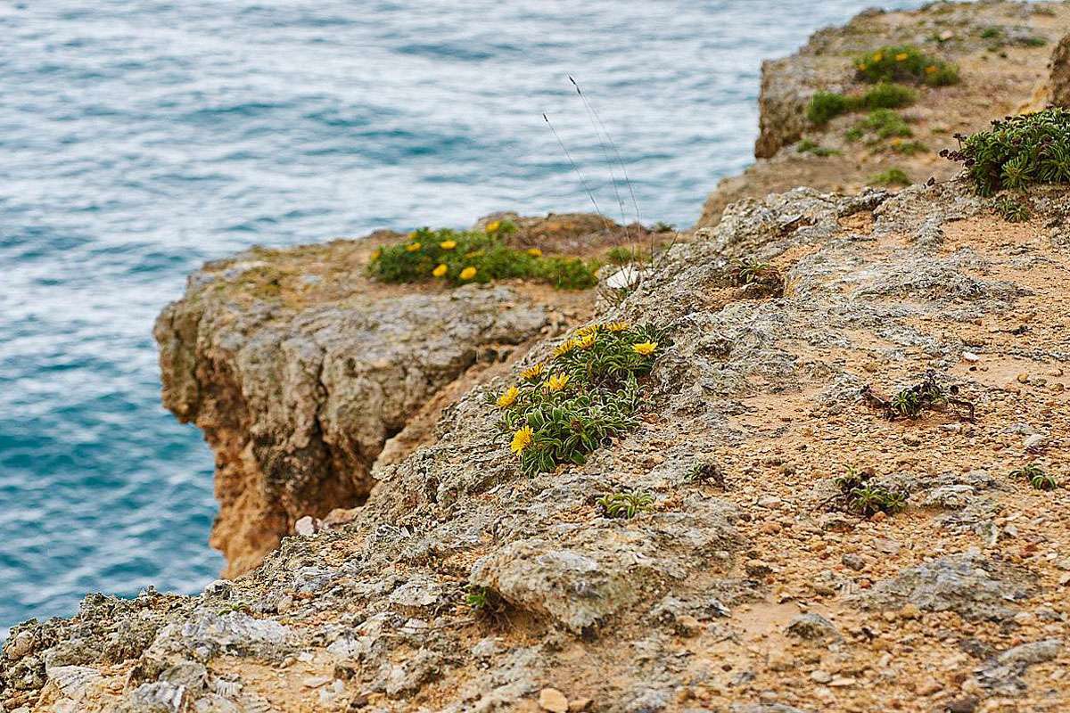 Küstenstrandstern (Pallenis maritima), (c) Stefan Munzinger