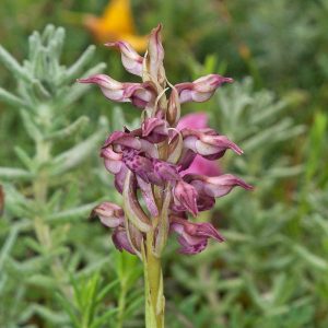 Wohlriechendes Wanzen-Knabenkraut (Orchis coriophora subsp. fragrans), (c) Werner Gertsch