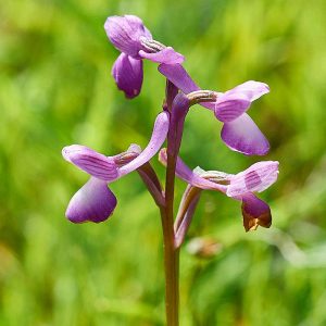 Dreiknollen-Knabenkraut (Anacamptis morio subsp. champagneuxii), (c) Stefan Munzinger, (c) Stefan Munzinger/NABU-naturgucker.de