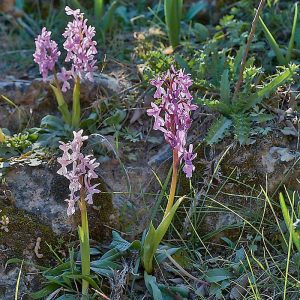 Südfranzösisches Manns-Knabenkraut (Orchis mascula subsp. olbiensis), (c) Stefan Munzinger