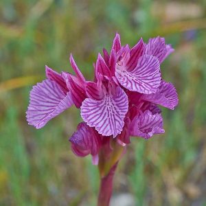 Großblütiges Schmetterlings-Knabenkraut (Anacamptis papilionacea subsp. grandiflora), (c) Stefan Munzinger