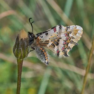 Balkan-Osterluzeifalter (Zerynthia cerisyi), (c) Stefan Munzinger/NABU-naturgucker.de