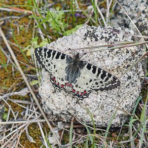 Balkan-Osterluzeifalter (Zerynthia cerisyi), (c) Stefan Munzinger/NABU-naturgucker.de