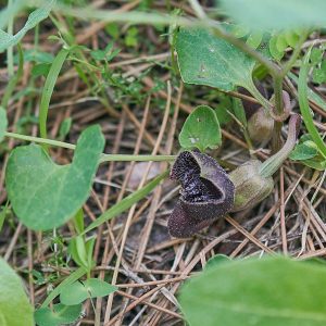 Guichards Osterluzei (Aristolochia guichardii), (c) Stefan Munzinger/NABU-naturgucker.de