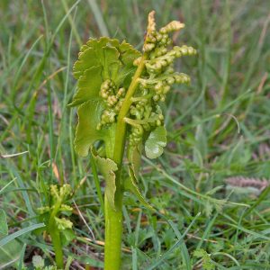 Echte Mondraute (Botrychium lunaria), (c) Werner Gertsch