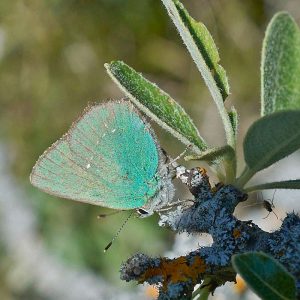 Grüner Zipfelfalter (Callophrys rubi), (c) Stefan Munzinger