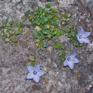 Campanula fragilis, (c) Werner Gertsch